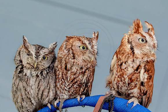 Screech Owl at Wild Mountain Birds