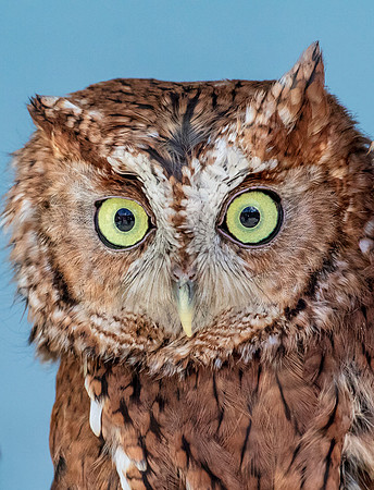 Screech Owl at Wild Mountain Birds
