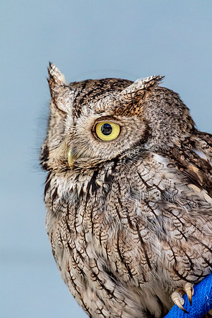 Screech Owl at Wild Mountain Birds