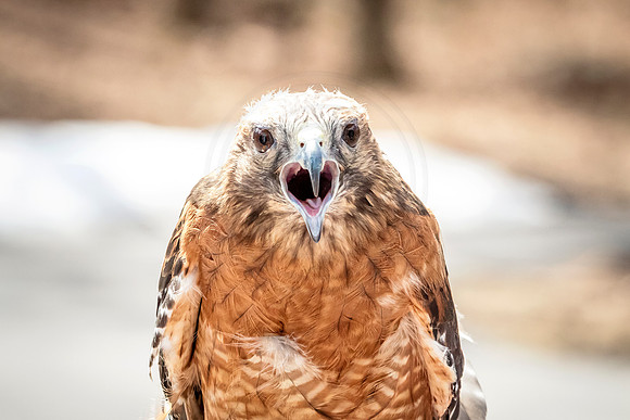 Wild Mountain Birds