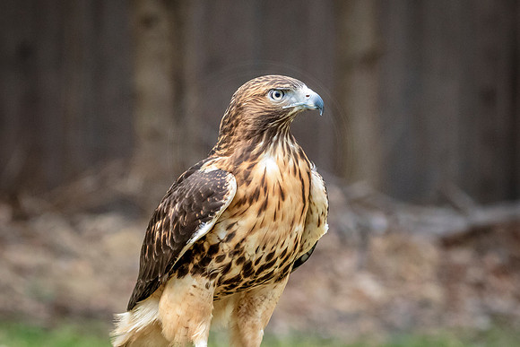Red Tailed Hawk at Wild Mountain Birds