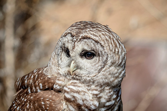 Barred Owl at Wild Mountain Birds