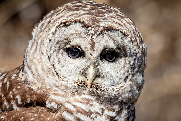 Barred Owl at Wild Mountain Birds