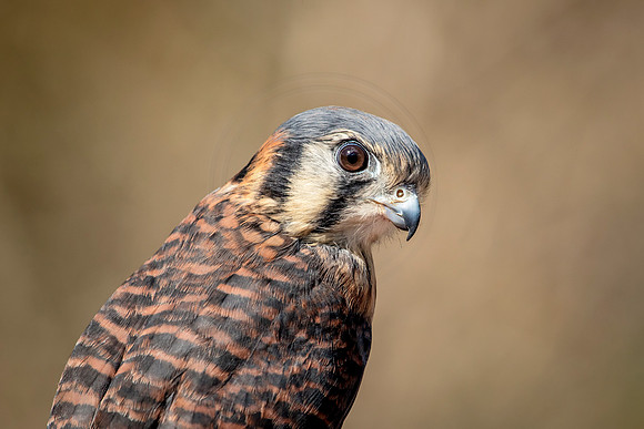 American Kestrel at Wild Mountain Birds