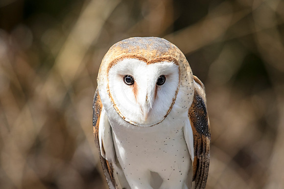 Barn Owl at Wild Mountain Birds
