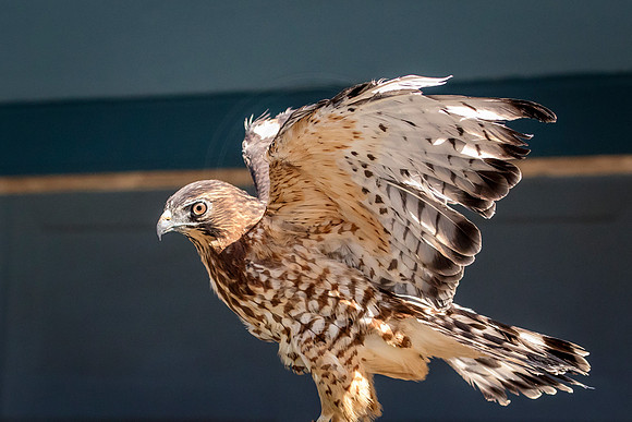 Wild Mountain Birds