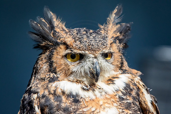 Great Horned Owl at Wild Mountain Birds