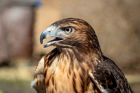 Red Tailed Hawk at Wild Mountain Birds