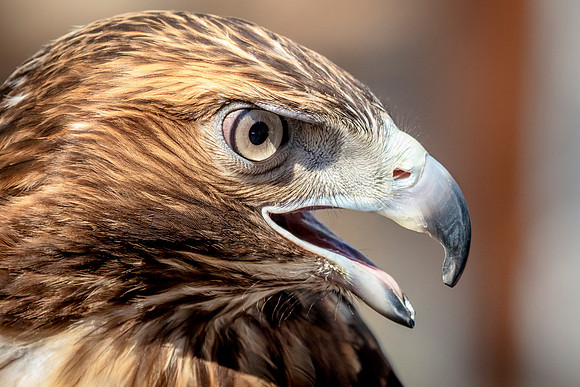 Red Tailed Hawk at Wild Mountain Birds