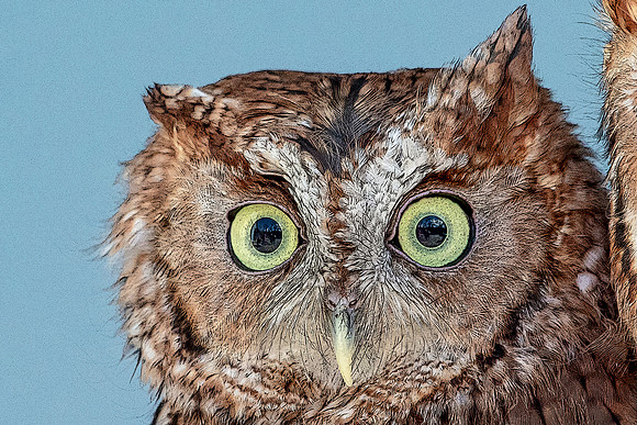 Screech Owl at Wild Mountain Birds