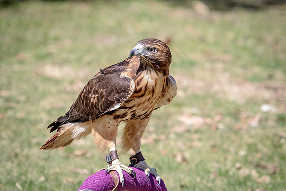 Red Tailed Hawk at Wild Mountain Birds