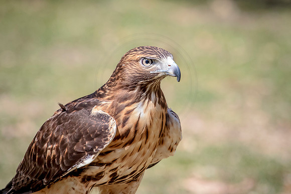 Red Tailed Hawk at Wild Mountain Birds