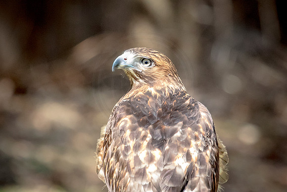 Red Tailed Hawk at Wild Mountain Birds