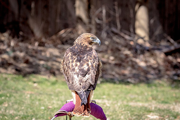 Red Tailed Hawk at Wild Mountain Birds