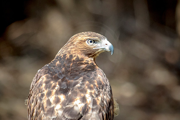 Red Tailed Hawk at Wild Mountain Birds