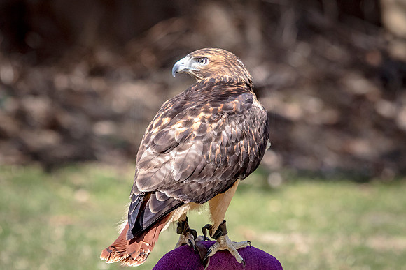 Red Tailed Hawk at Wild Mountain Birds