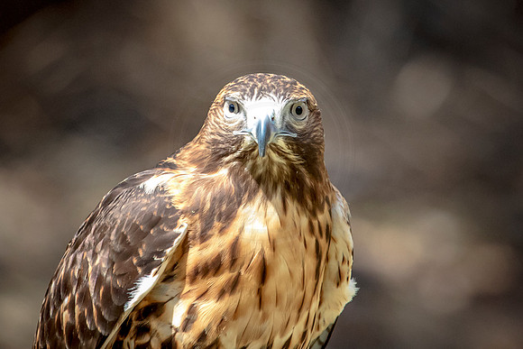 Red Tailed Hawk at Wild Mountain Birds