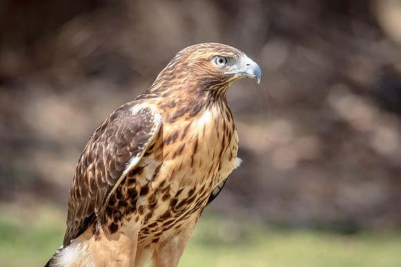 Red Tailed Hawk at Wild Mountain Birds