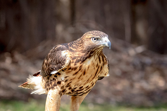 Red Tailed Hawk at Wild Mountain Birds