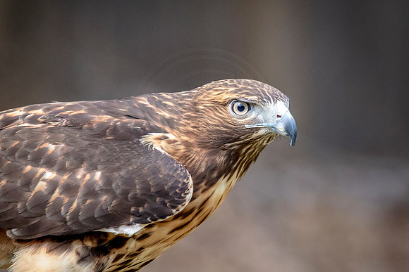 Red Tailed Hawk at Wild Mountain Birds