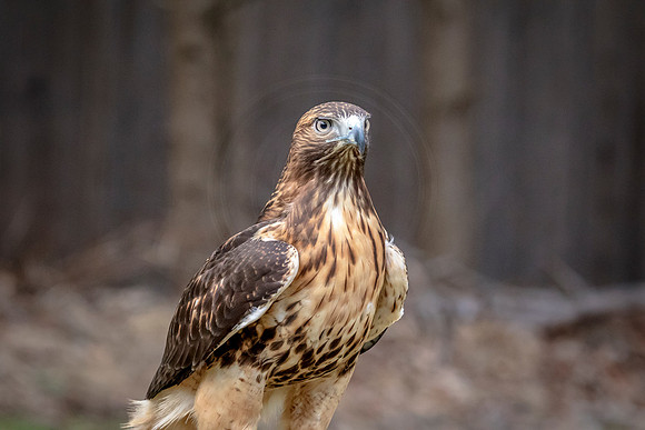 Red Tailed Hawk at Wild Mountain Birds
