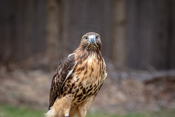 Red Tailed Hawk at Wild Mountain Birds