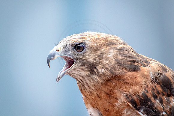 Wild Mountain Birds
