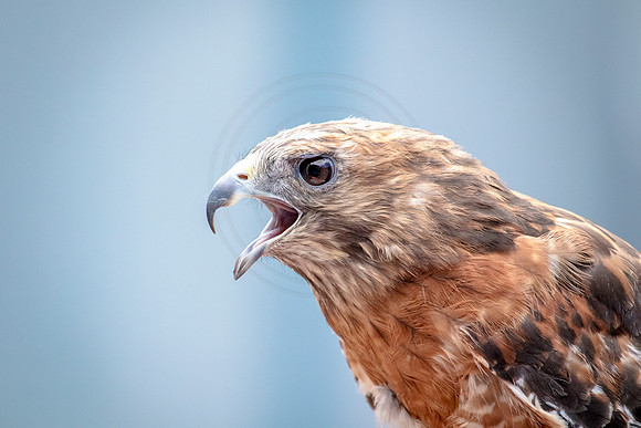 Wild Mountain Birds