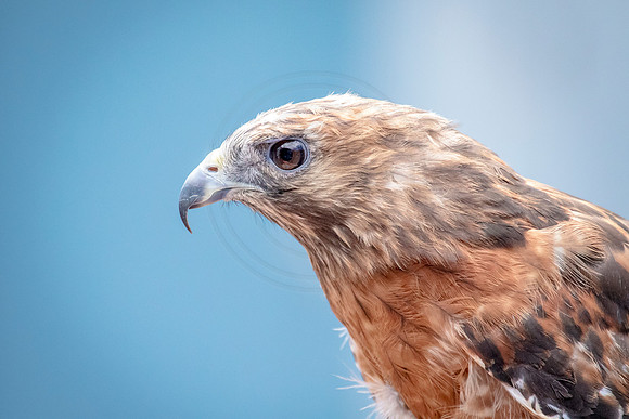Wild Mountain Birds