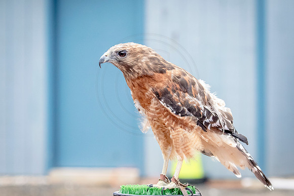 Wild Mountain Birds