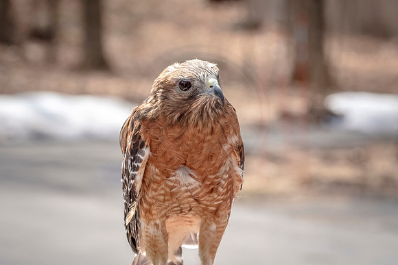 Wild Mountain Birds