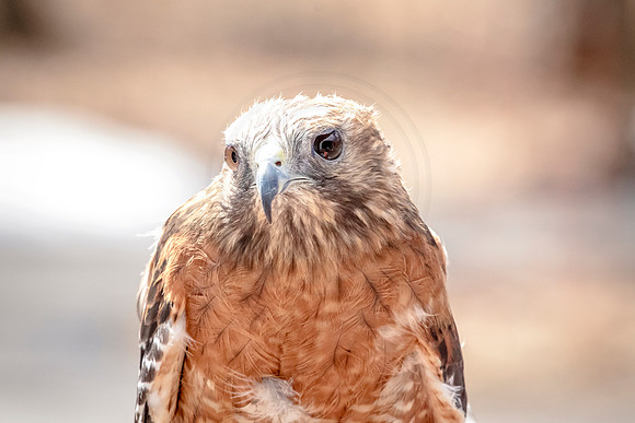 Wild Mountain Birds