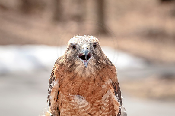 Wild Mountain Birds