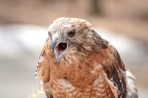 Wild Mountain Birds