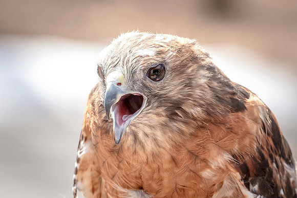 Wild Mountain Birds