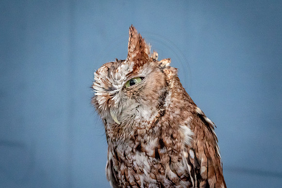 Wild Mountain Birds