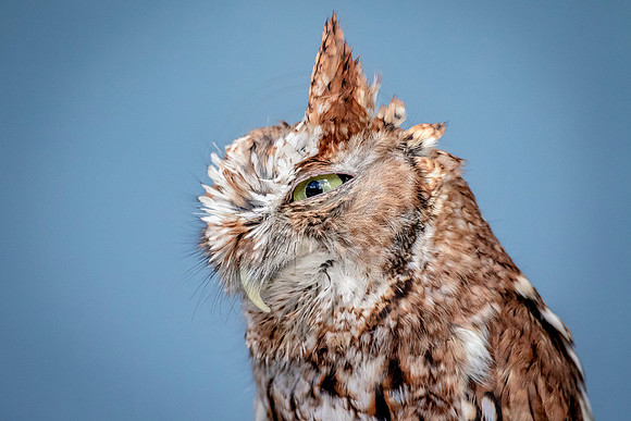 Wild Mountain Birds
