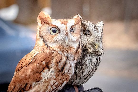 Screech Owl at Wild Mountain Birds