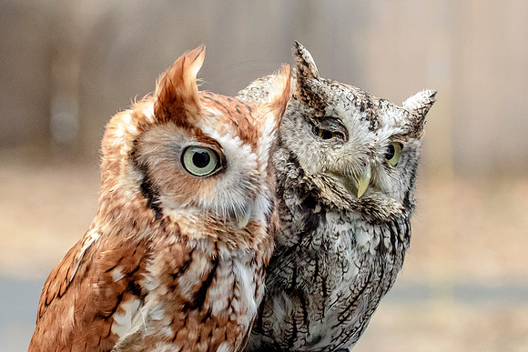 Screech Owl at Wild Mountain Birds
