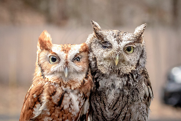 Screech Owl at Wild Mountain Birds