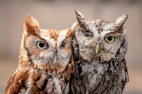 Screech Owl at Wild Mountain Birds
