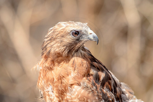 Wild Mountain Birds