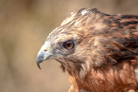 Wild Mountain Birds