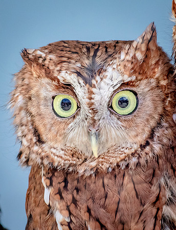 Screech Owl at Wild Mountain Birds