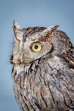 Screech Owl at Wild Mountain Birds