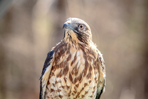 Wild Mountain Birds