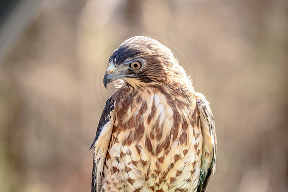 Wild Mountain Birds