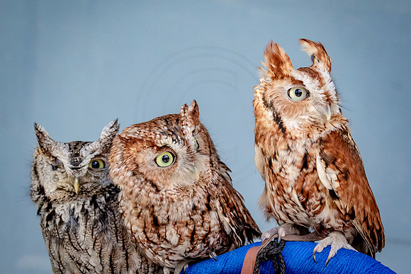 Screech Owl at Wild Mountain Birds