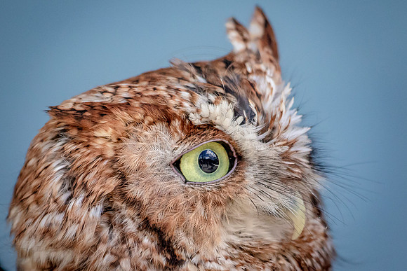 Screech Owl at Wild Mountain Birds