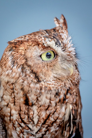 Screech Owl at Wild Mountain Birds